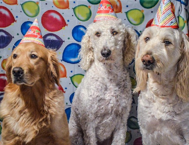 Dogs in party hats