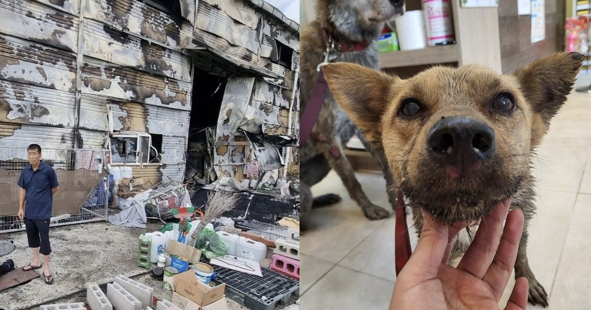 Fire at dog meat rescue