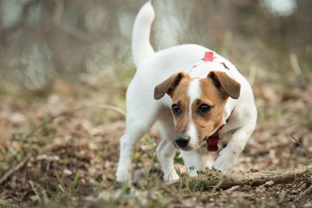 Jack Russell Terrier sniffs