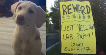 Missing Lab Puppy Idaho