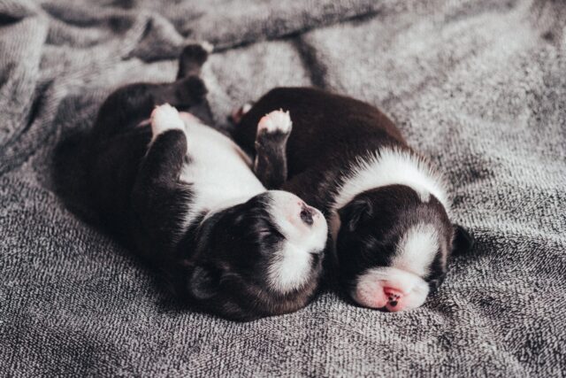 Newborn puppies snuggling