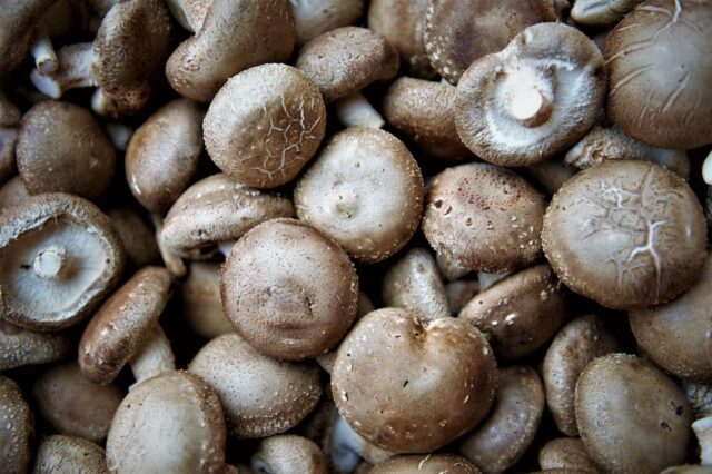 Pile of shiitake mushrooms