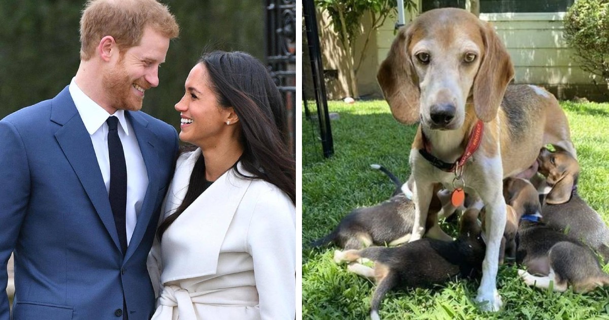 Prince Harry & Duchess Meghan Undertake One Of 4,000 Beagles Freed From Abusive Breeding Facility