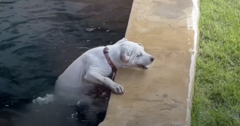 Puppy drowning in pond