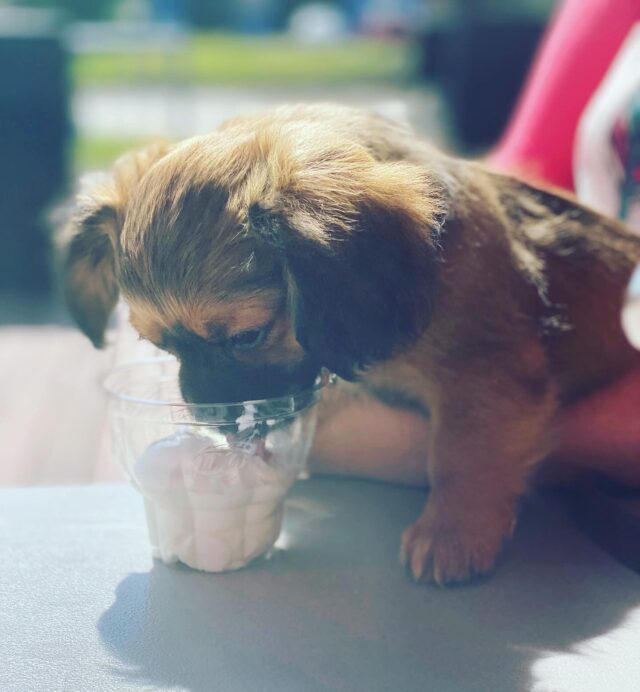Puppy eating Pup Cup