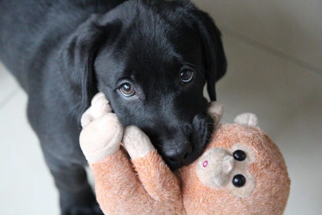 Puppy holding stuffed animal