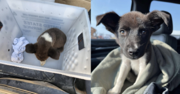 Puppy rescued by mail carrier