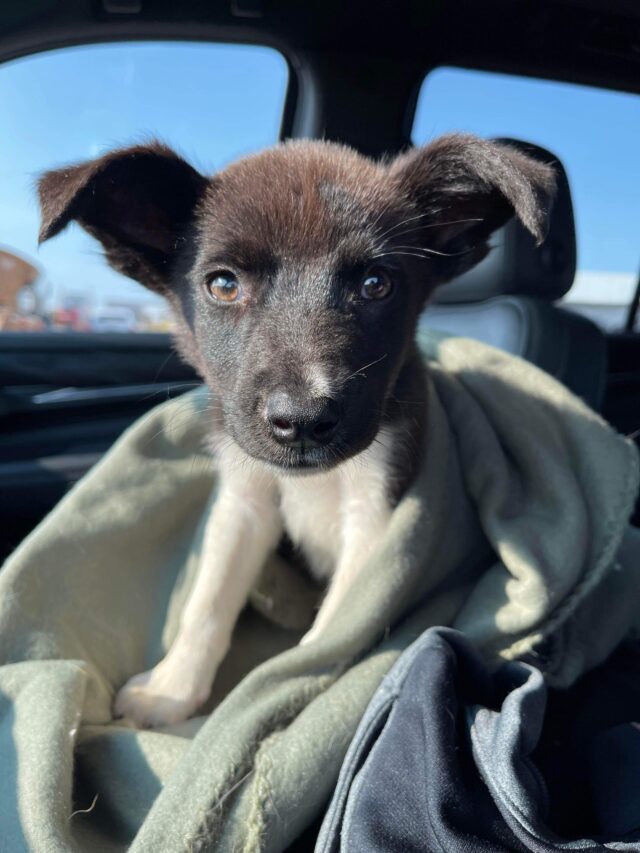 Puppy riding to rescue