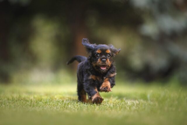 Puppy running outside