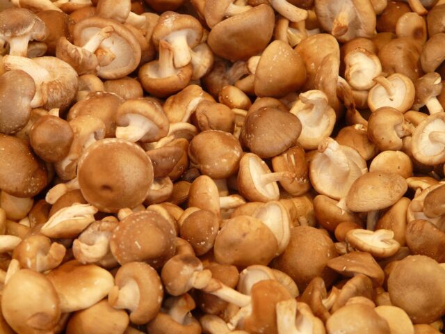 Shiitake mushrooms for medicine