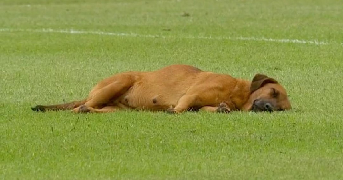 Sleeping on Soccer Field
