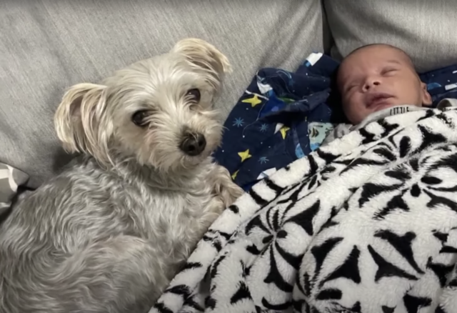 Small dog cuddling with baby