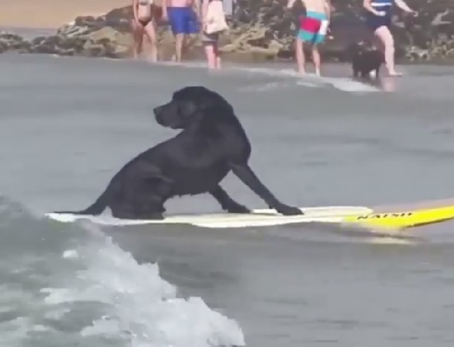 Surfing Pup Looks Back