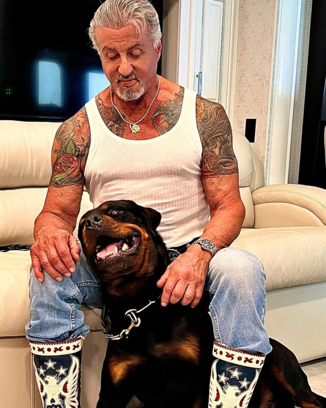 Sylvester Stallone petting Rottweiler
