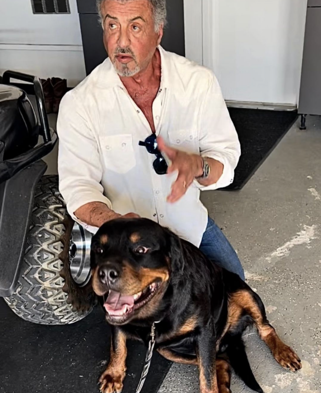 Sylvester Stallone met nieuwe hond