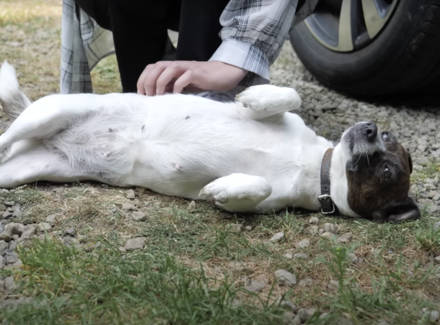 Terrier getting belly rubs