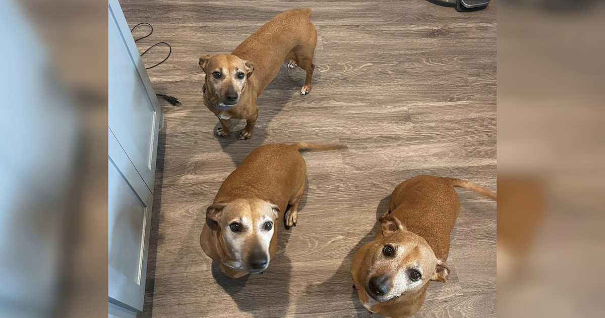 Three related rescue dogs