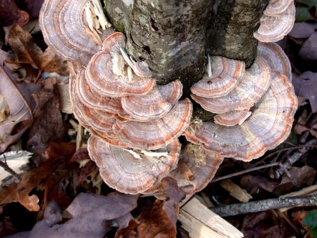 Turkey tail mushrooms on tree