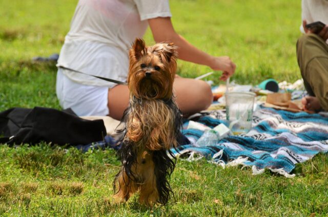 Yorkie begging at picnic