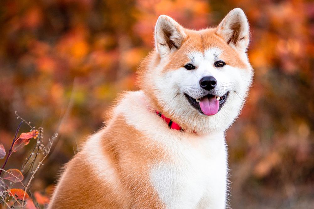 Dochter Het Harnas Vlooien- en tekenpreventie voor Akita's: Een veilig en effectief 4 stappen  plan - Stichting Signaal Hond: Alles over honden
