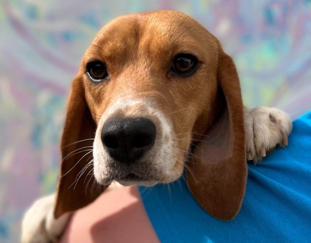 beagles rescued from research lab
