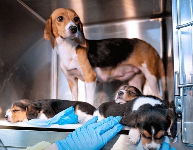 beagles rescued from research lab