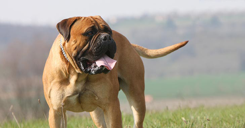 Is Your Bullmastiff a Picky Eater? Try This Simple Hack.