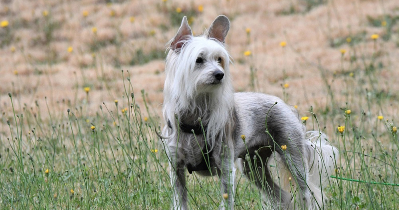 Is Your Chinese Crested a Picky Eater? Try This Simple Hack.