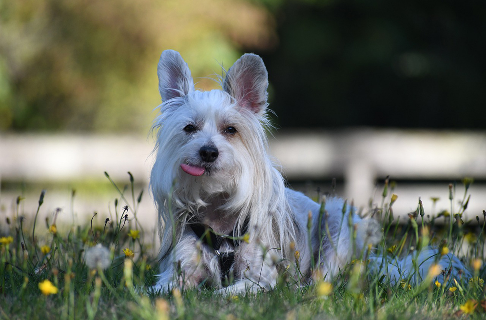 10 Best Supplements for a Senior Chinese Crested