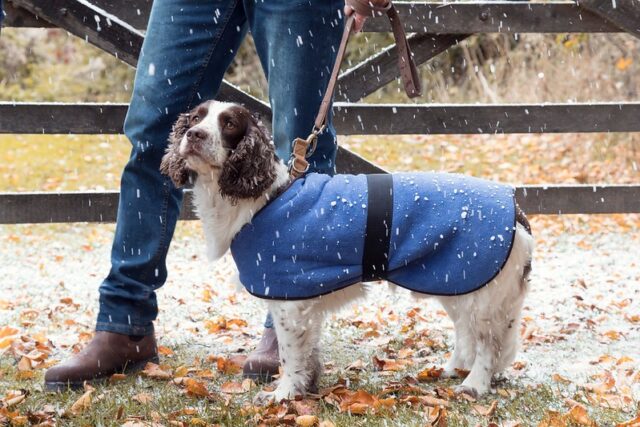 Dog wearing fleece coat
