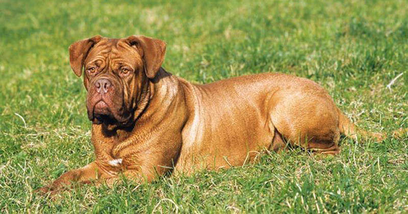 Is Your Dogue De Bordeaux a Picky Eater? Try This Simple Hack.