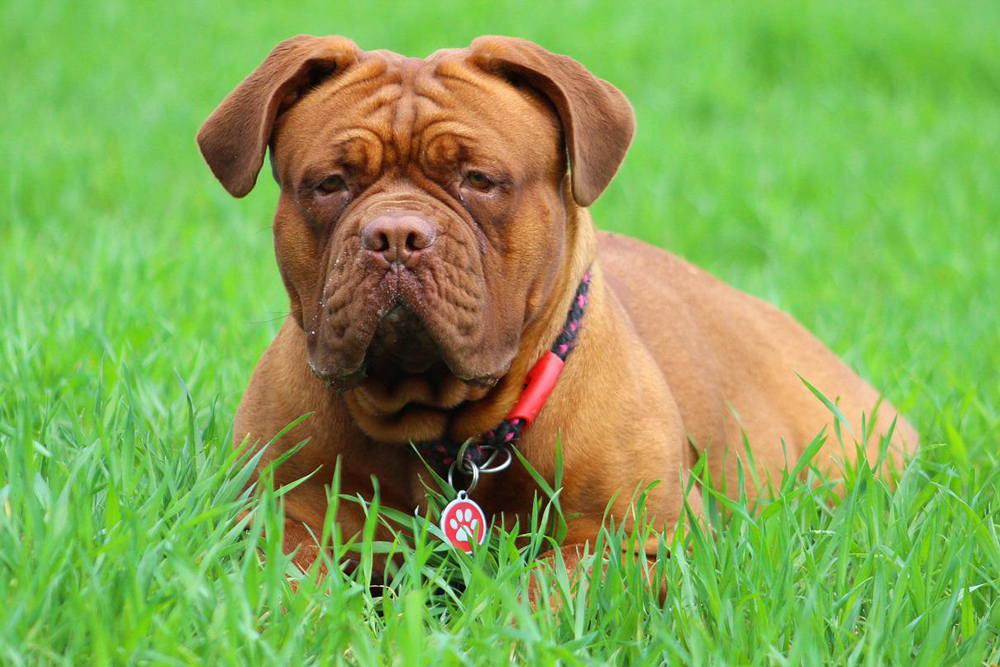 Flea & Tick Prevention for Dogue De Bordeauxs: A Safe & Effective 4 Step Plan