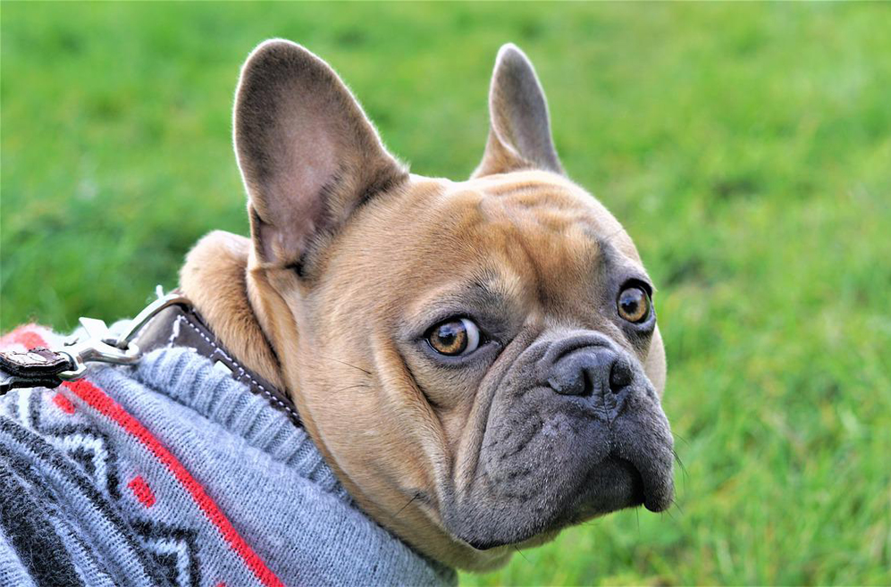 10 Best Supplements for a Senior French Bulldog