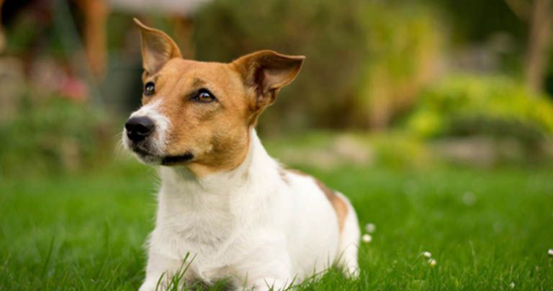 Is Your Jack Russell a Picky Eater? Try This Simple Hack.