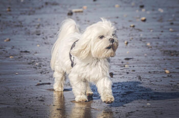PetWireDaily — 10 Best Supplements for a Senior Maltese