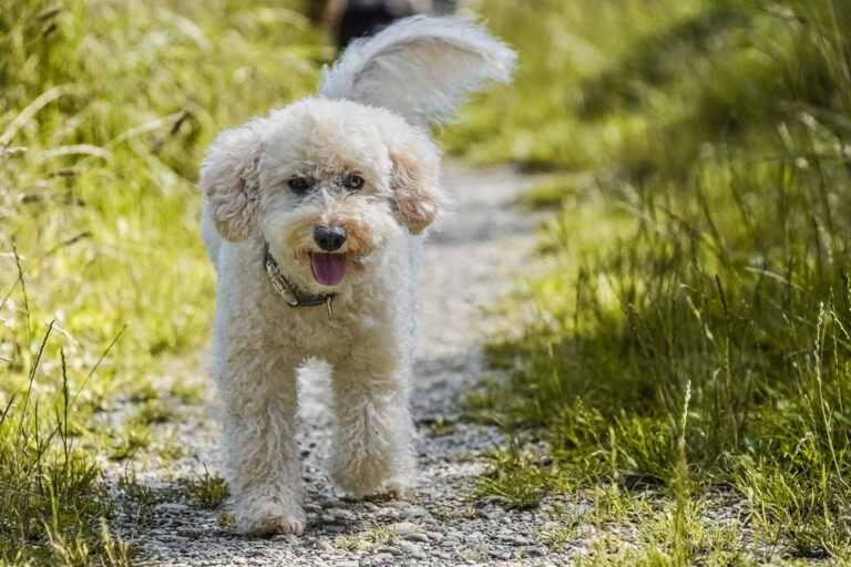 Flea & Tick Prevention For Poodles: A Safe & Effective 4 Step Plan