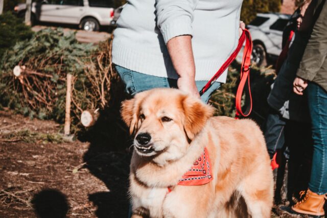 Animalstuffstore sean-foster-TeTAPe20nvs-unsplash-scaled-e1659463649704 Shelter Worker Sparks Outrage For Refusing To Let "Overweight" Lady Undertake Canine Dog  