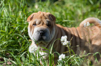 PetWireDaily — 10 Best Supplements for a Senior Shar Pei