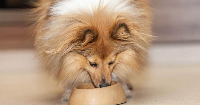 Is Your Sheltie a Picky Eater? Try This Simple Hack.