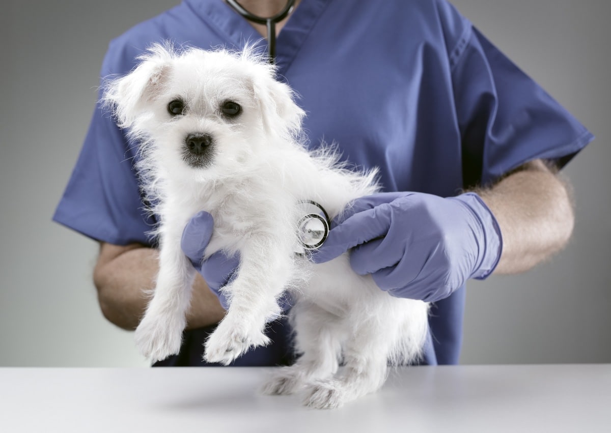 Matlese puppy being examined by a veterinarian