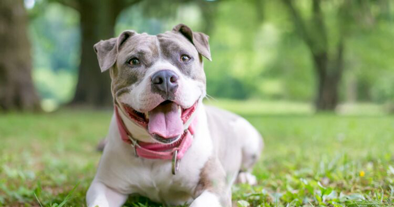 Is Your Staffordshire Bull Terrier a Picky Eater? Try This Simple Hack.