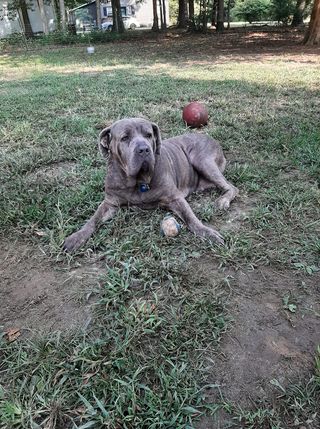 Top 151 Cane Corso Names  The Dog People by