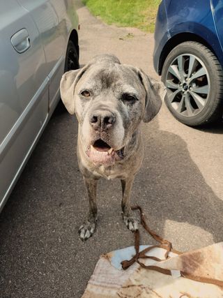 Top 151 Cane Corso Names  The Dog People by