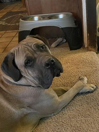 what is another name for a mastiff