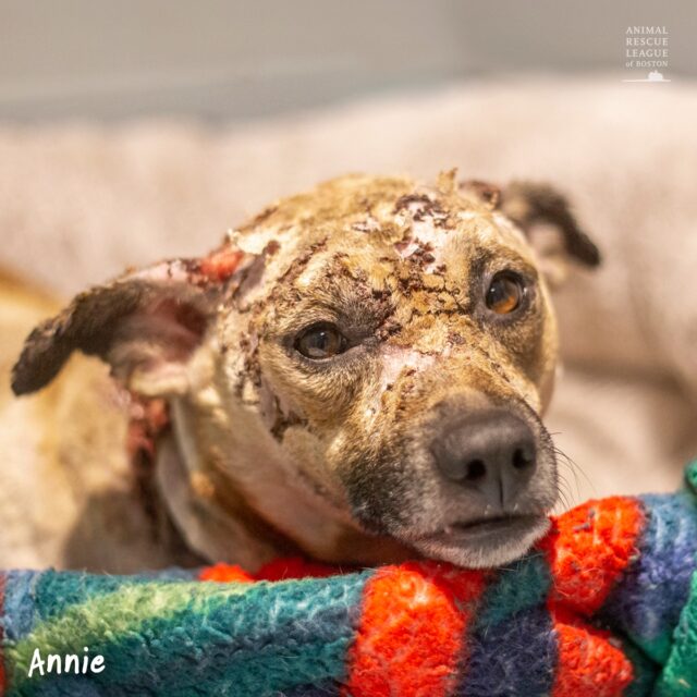 Annie the burned dog