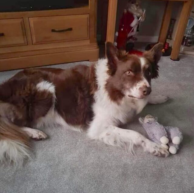 Border Collie with chew toy