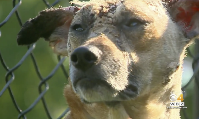Burned dog's face close up
