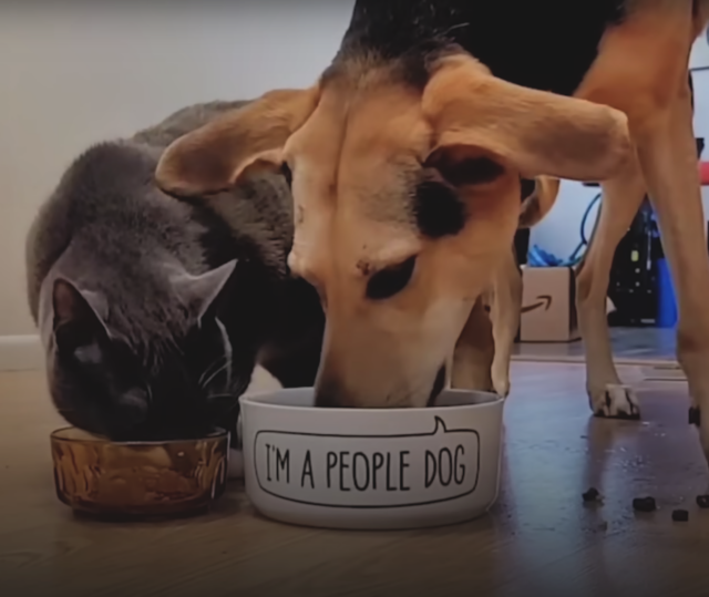 Cat and dog eating together TeamJiX