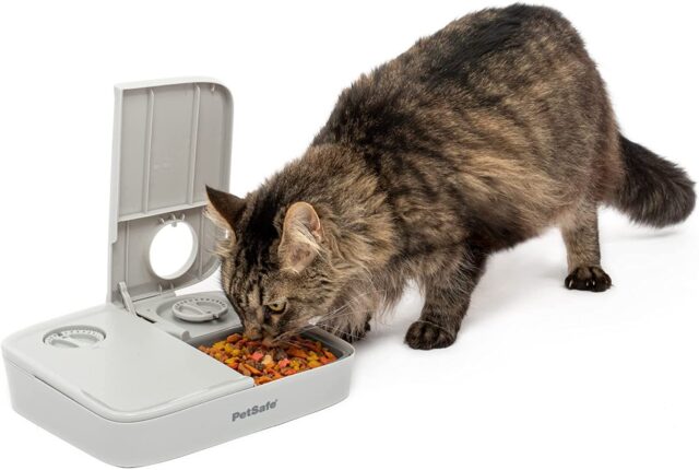 Cat eating from automatic feeder