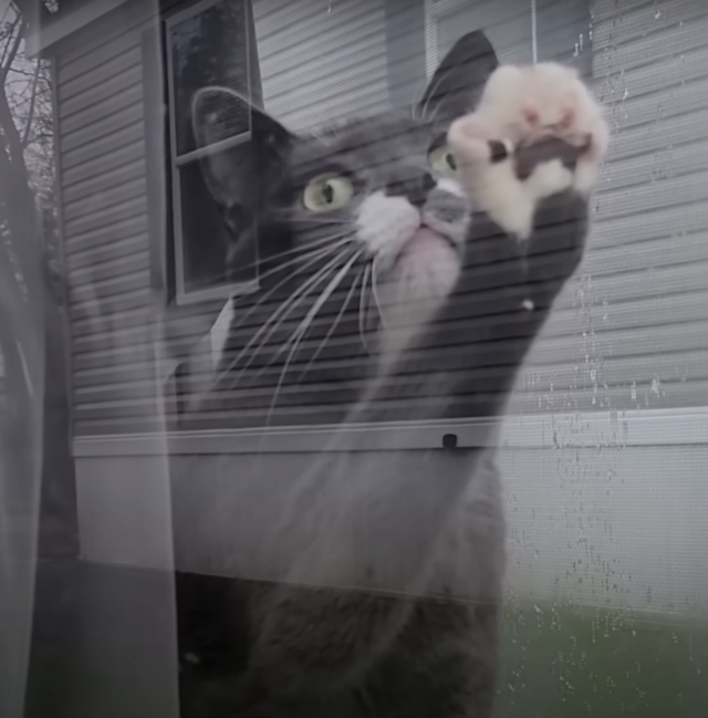 Cat pawing at window